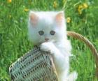 Sevimli beyaz Kedicik